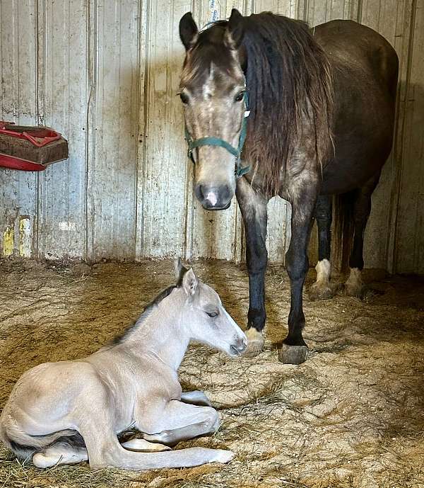 dunskin-dun-factordorsal-stripe-horse