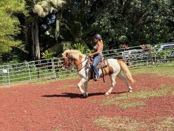tobiano-icelandic-gelding