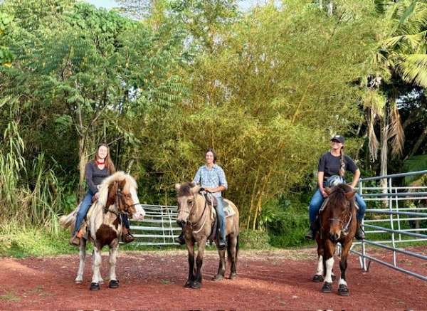 tobiano-usihc-gelding