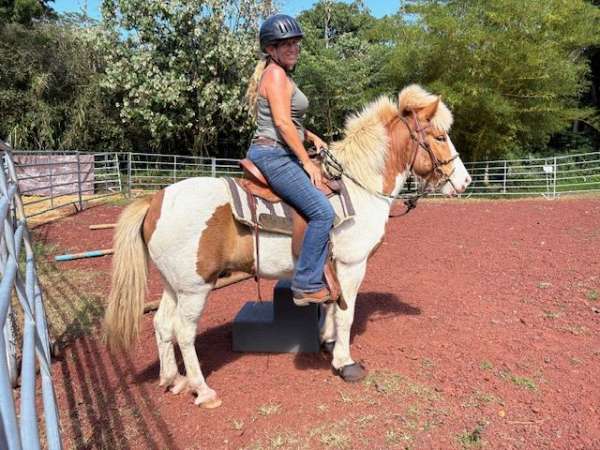 tobiano-usihc-horse