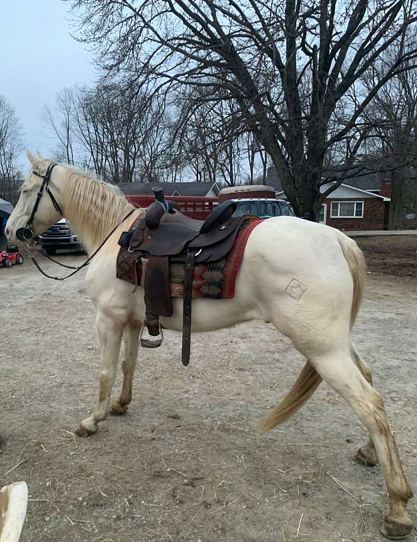 tennessee-walking-horse-for-sale