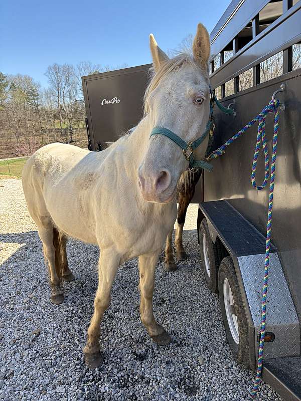 tennessee-walking-gelding