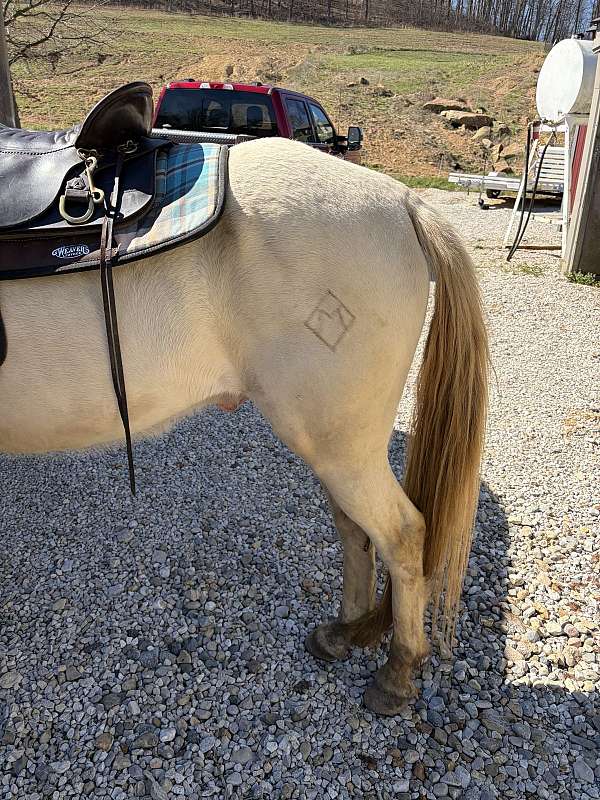 tennessee-walking-horse