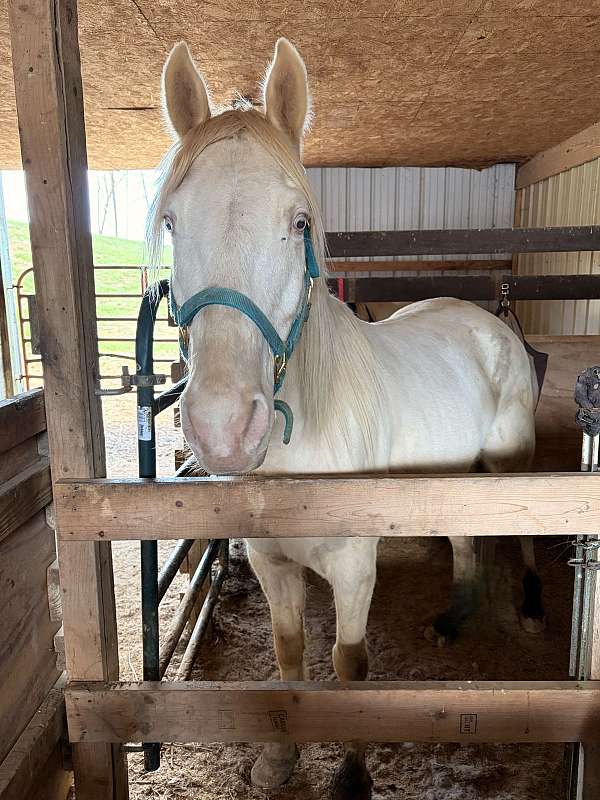 trail-horse