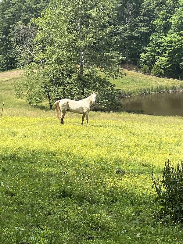 pearl-gelding