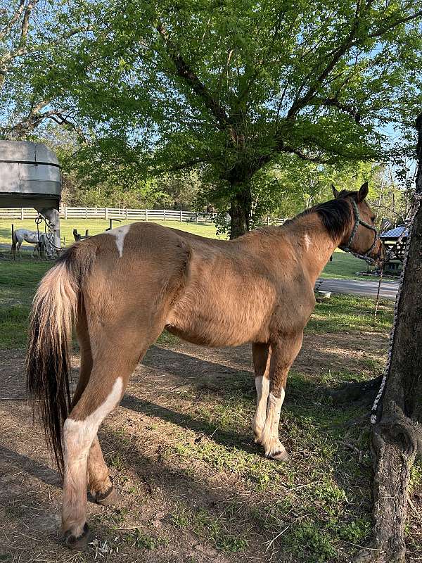 affordable-paint-horse