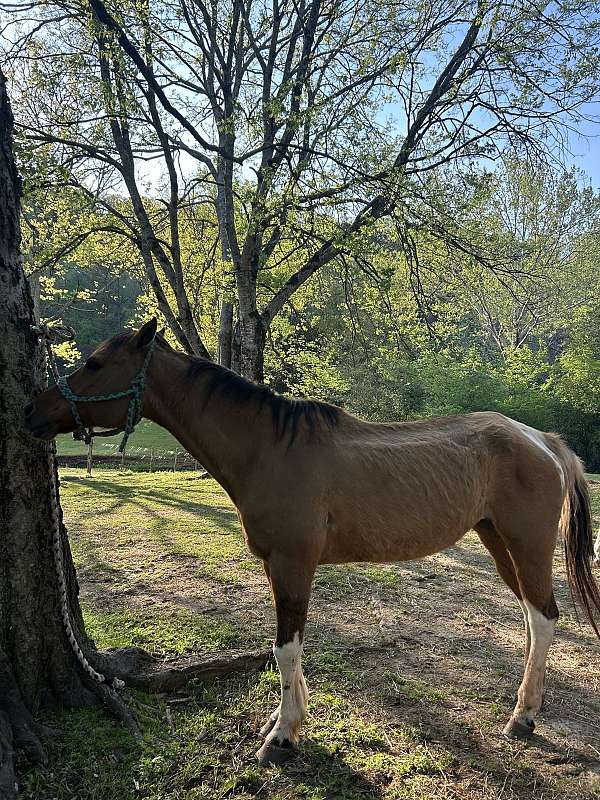 apha-paint-horse
