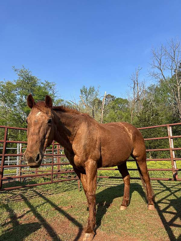 pick-up-horse-mare