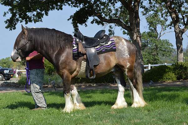 filly-buckskin-gypsy-vanner-horse