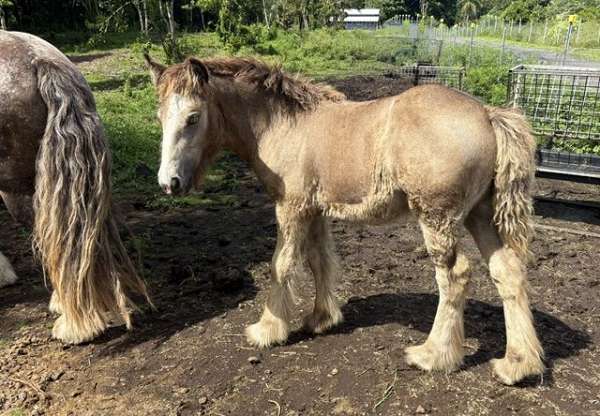 factor-gypsy-vanner-horse