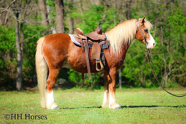 mounted-patrol-welsh-pony