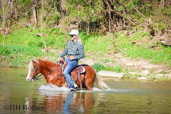 team-drivi-welsh-pony
