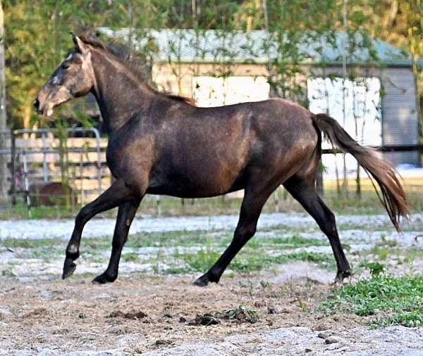 lipizzaner-quarter-horse