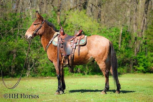 tra-mule