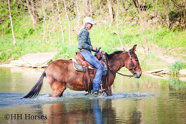 all-around-mule