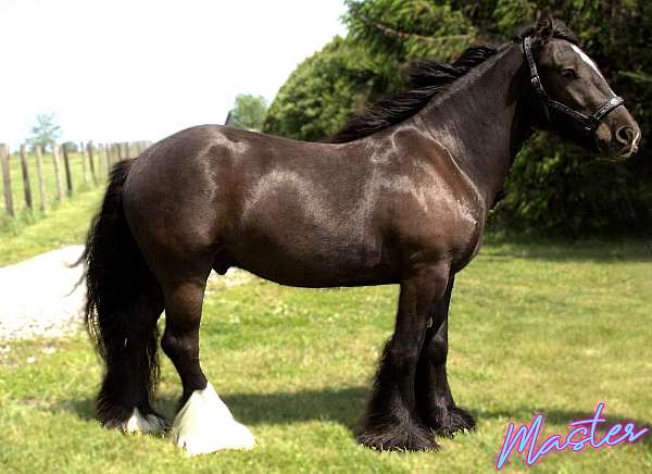 black-gypsy-vanner-gelding-stallion