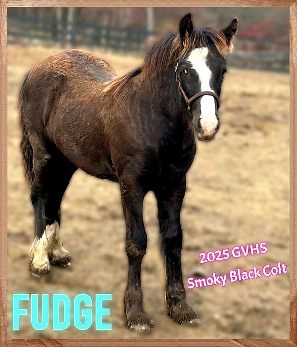smokey-black-gypsy-vanner-colt
