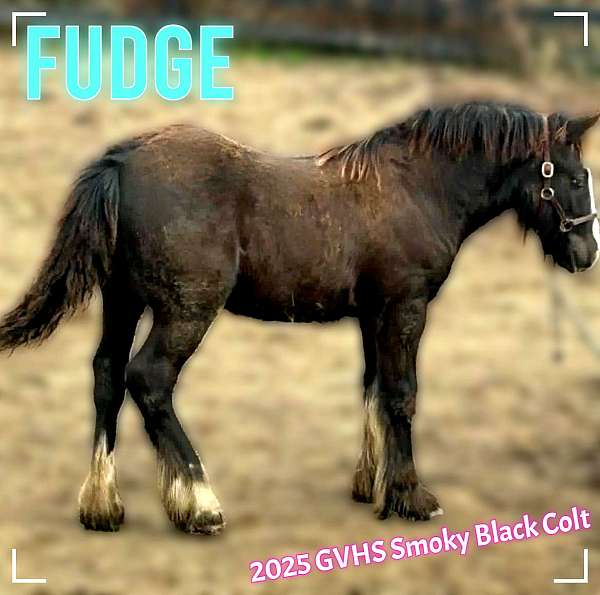 smokey-black-gvhs-colt