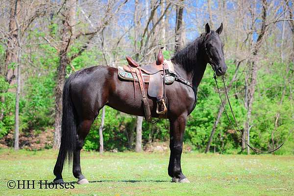 backs-up-friesian-horse