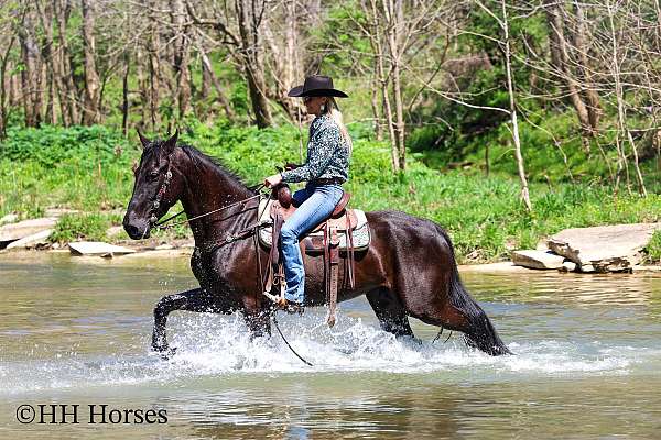 cross-country-friesian-horse