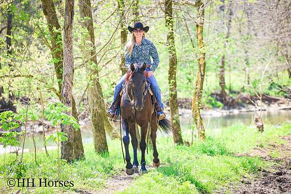 reining-training-friesian-horse