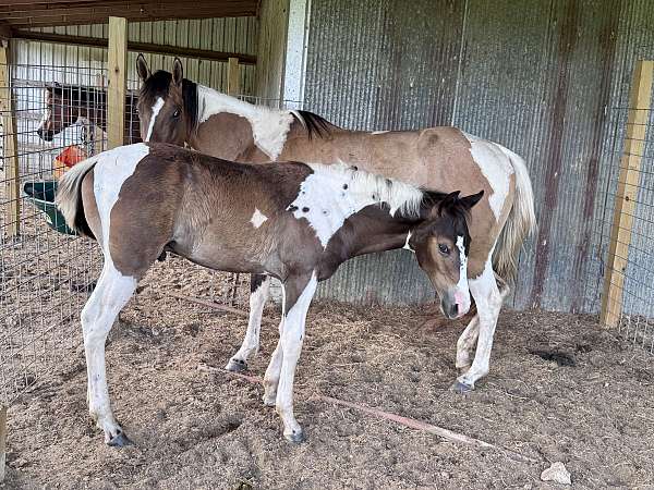 tobiano-horse