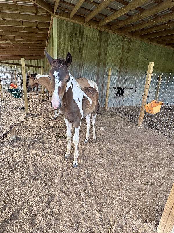 all-around-paint-horse