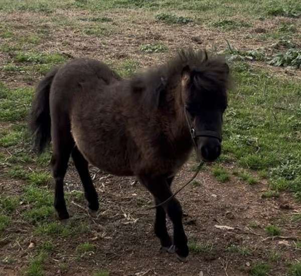 miniature-filly