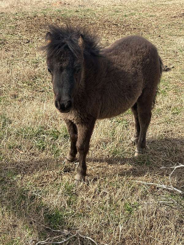 miniature-horse-for-sale