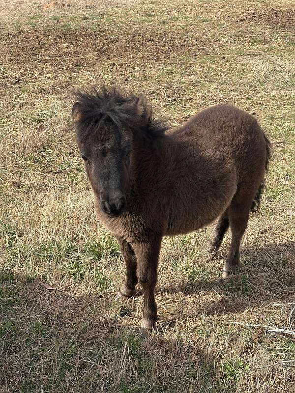 miniature-horse
