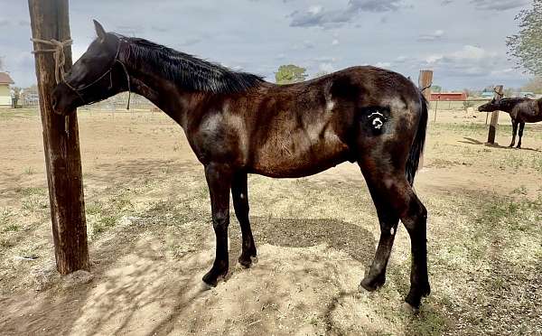 black-none-horse