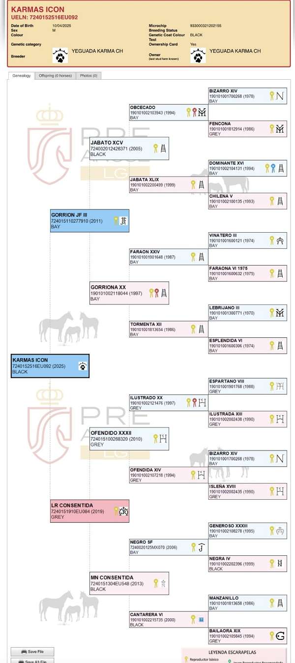 all-around-andalusian-horse