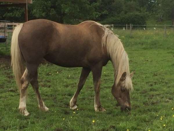white-star-rhlh-half-stockings-horse