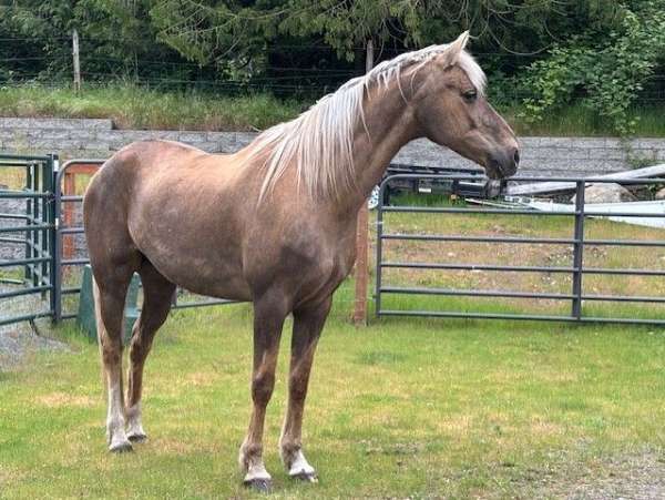 palomino-white-star-rhlh-half-stockings-horse