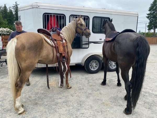 any-events-kentucky-mountain-horse