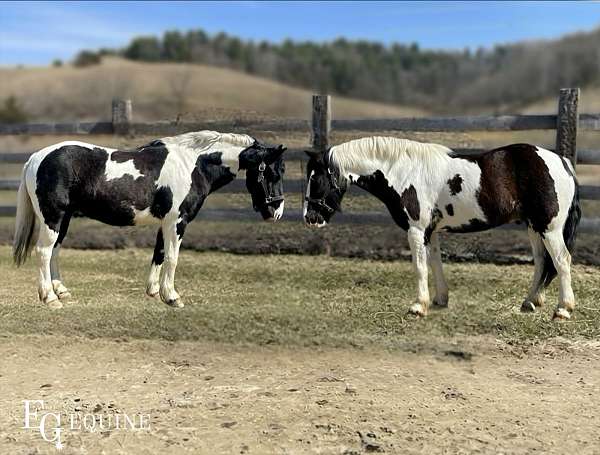 all-around-crossbred-pony