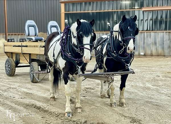 driving-crossbred-pony
