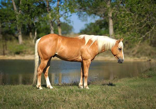 all-around-quarter-pony