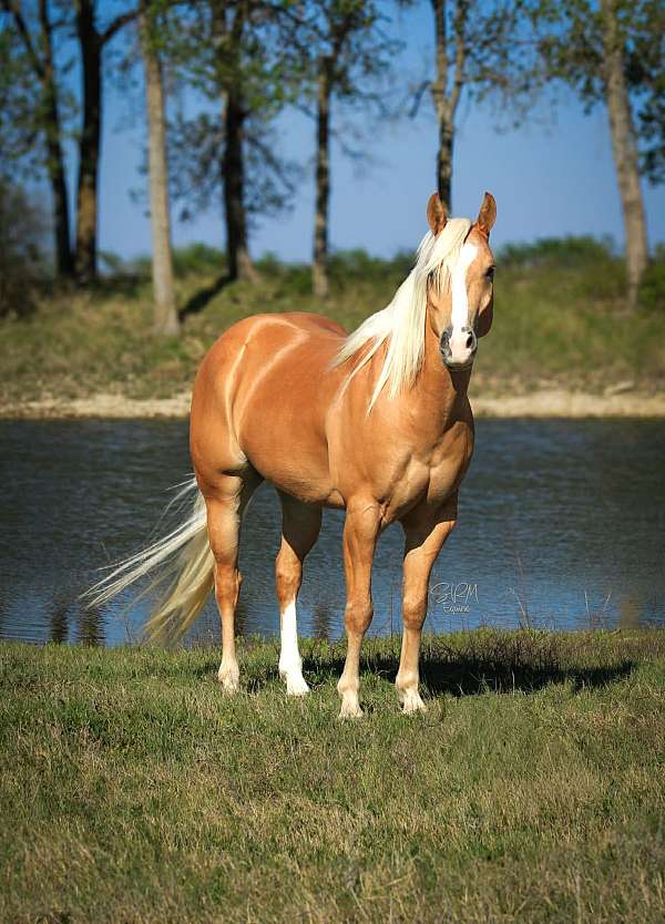 athletic-quarter-pony