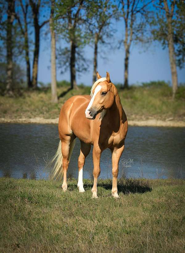 endurance-quarter-pony
