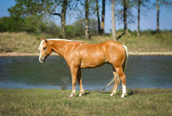 flashy-quarter-pony