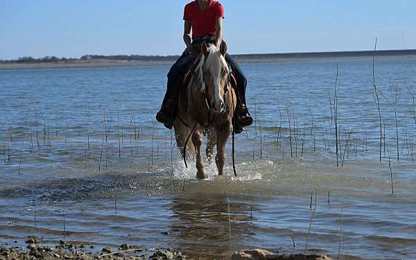 ranch-versatility-quarter-pony