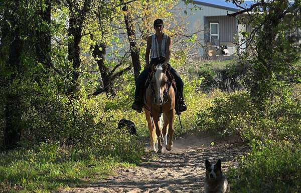 ranch-work-quarter-pony