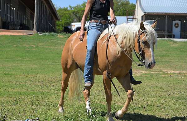 trail-riding-quarter-pony