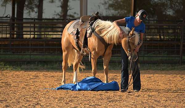 western-riding-quarter-pony