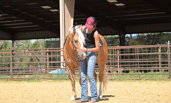 palomino-all-around-pony