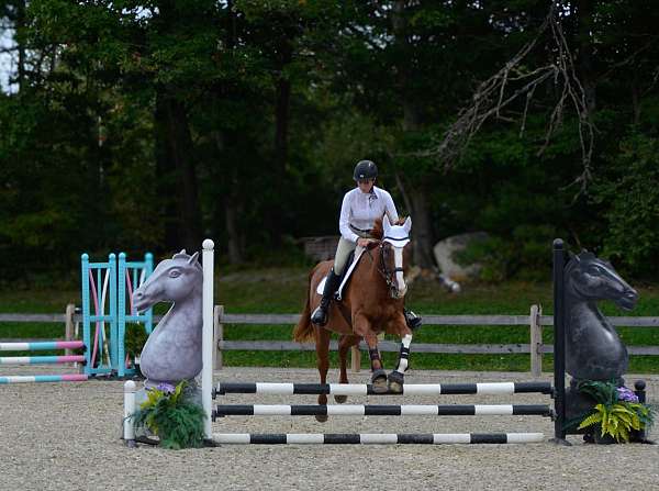 animals-dutch-warmblood-horse
