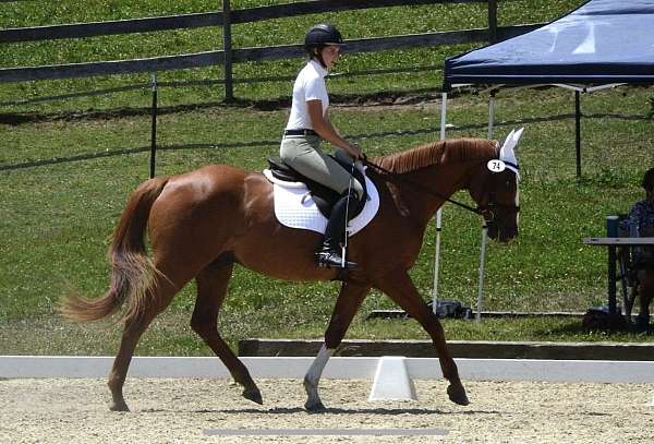 clinics-dutch-warmblood-horse