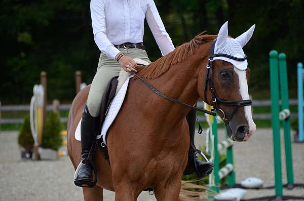 college-dutch-warmblood-horse