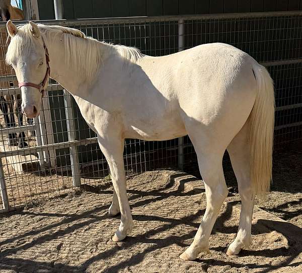 bay-welsh-cob-colt